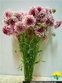 Scabiosa japonica Queen